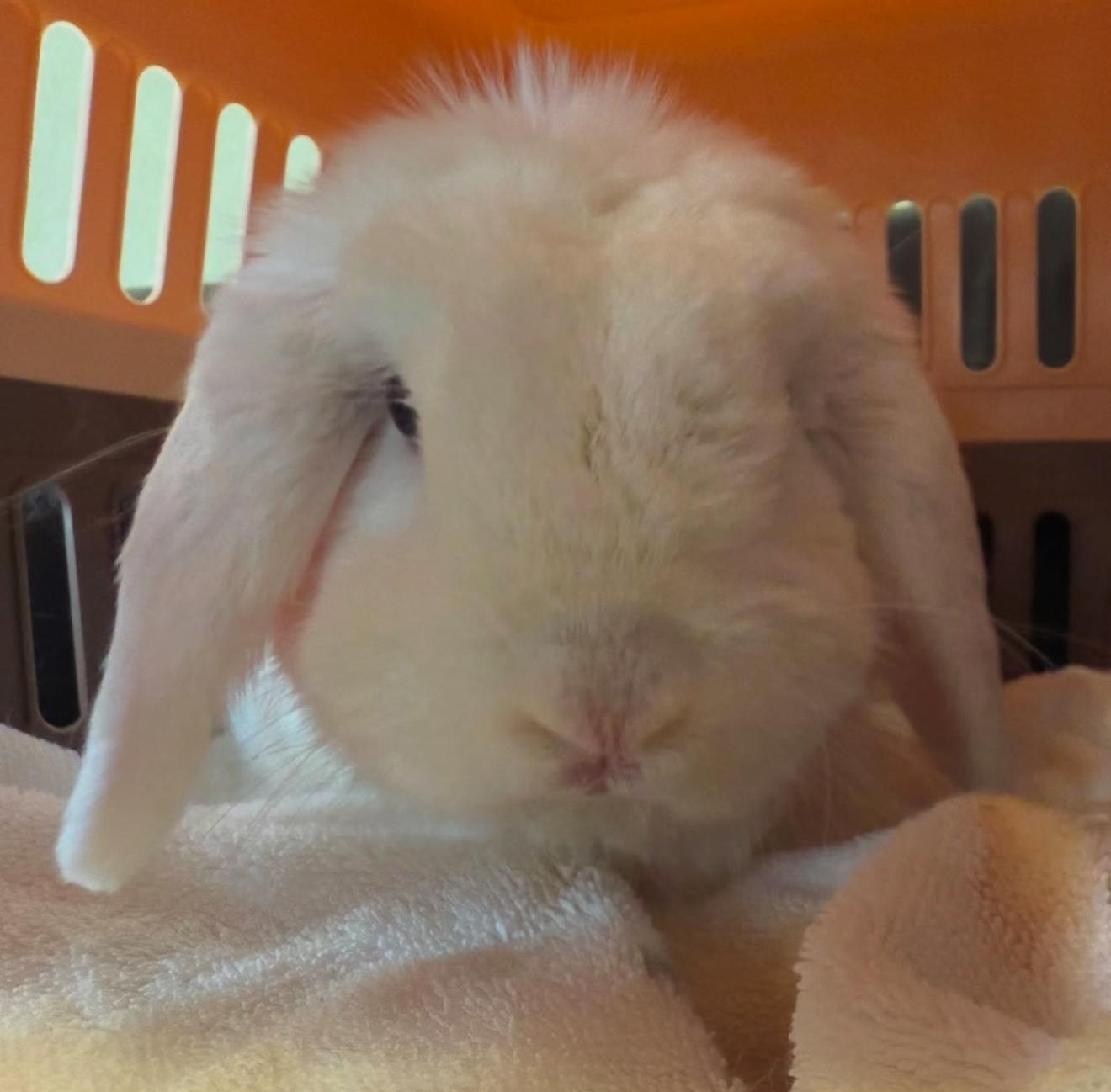 Yeko, a Adopted Lionhead in Waldwick, NJ image 1/4