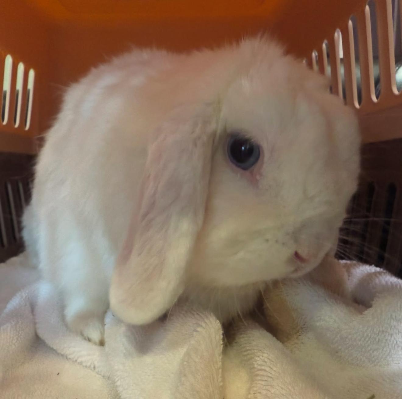 Yeko, a Adopted Lionhead in Waldwick, NJ image 3/4