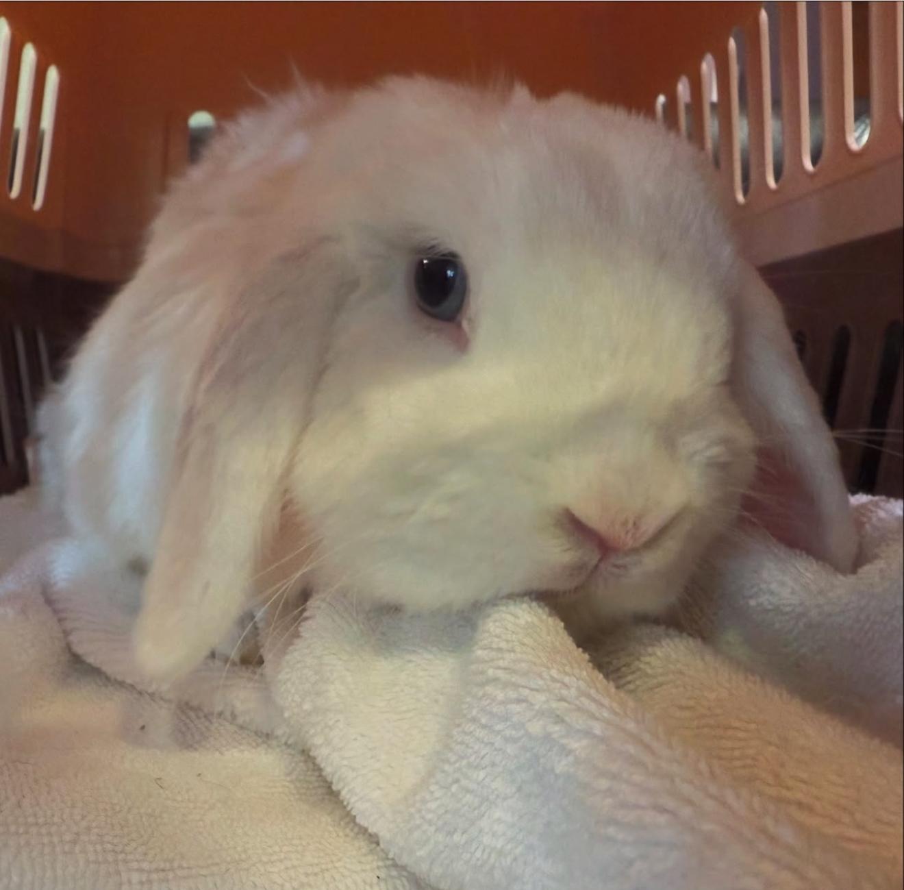 Yeko, a Adopted Lionhead in Waldwick, NJ image 4/4