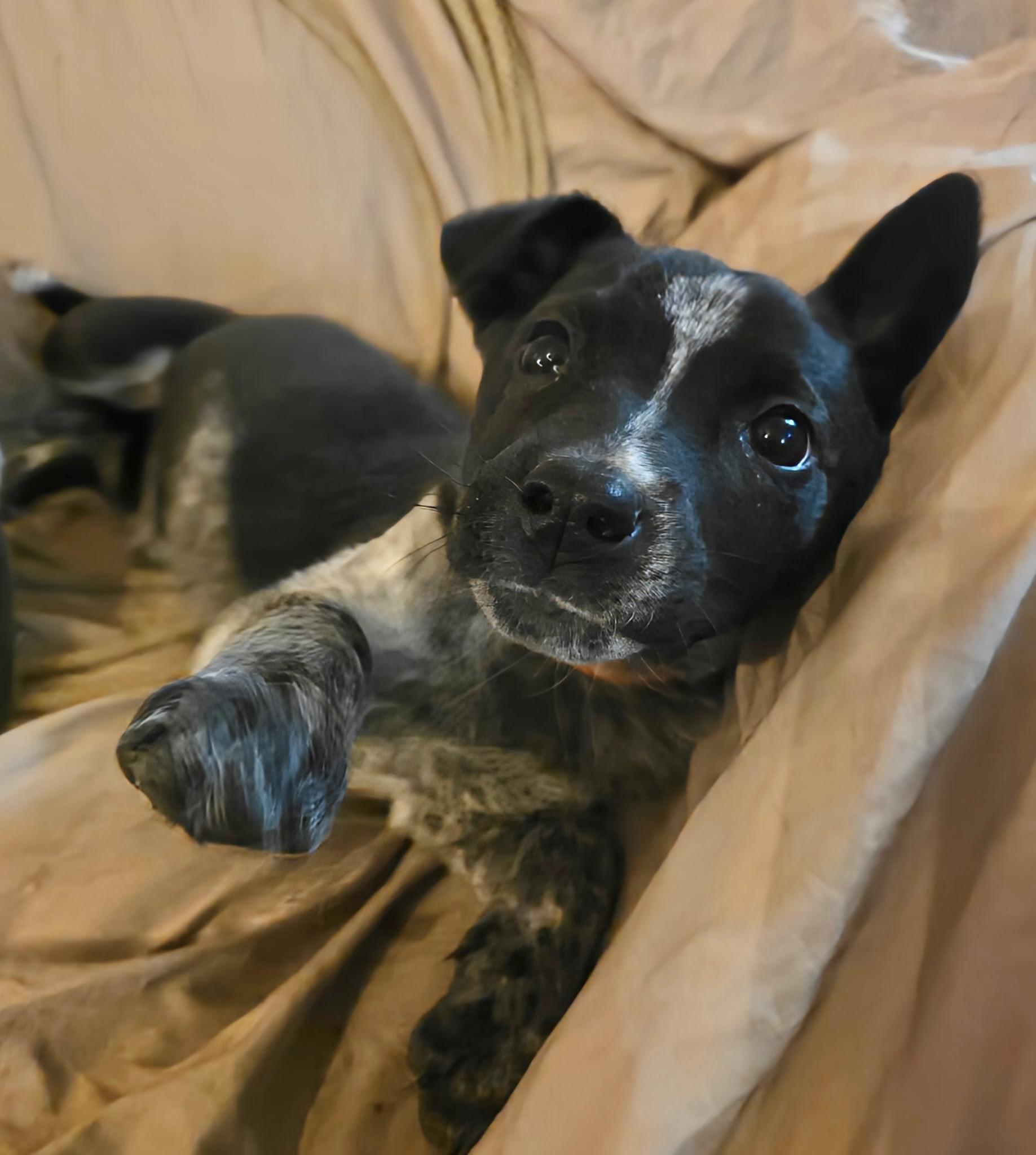 Rachel, Adoptable, Puppy Female Australian Cattle Dog / Blue Heeler & Australian Shepherd.