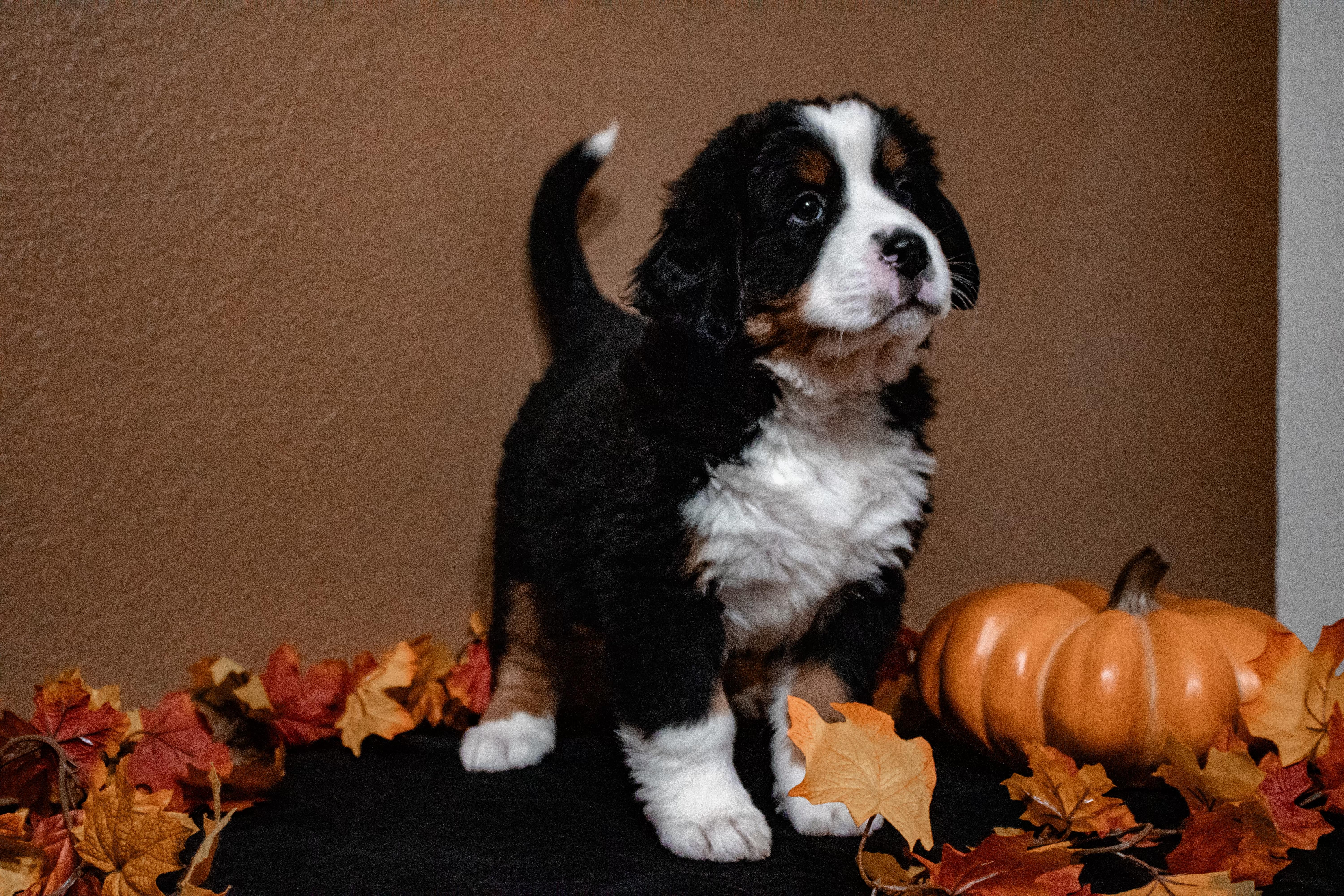 Diesel, Adopted, Puppy Male Bernese Mountain Dog.