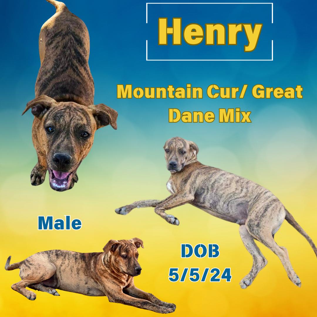 Dog for adoption Henry, a Mountain Cur & Great Dane Mix in West Des Moines, IA Petfinder