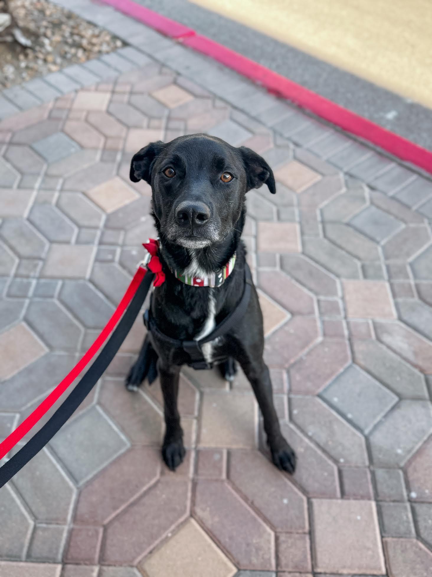 Enlarge Casanova, a ADOPTABLE mixed breed in Las Vegas, NV image 1/2