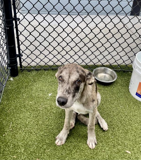 Diablo, Adoptable, Young Male Catahoula Leopard Dog.