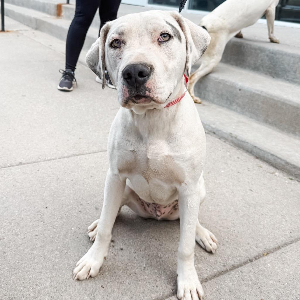 Enlarge 484 (2026) Jack, a Adoptable mixed breed in Parker, CO image 1/6