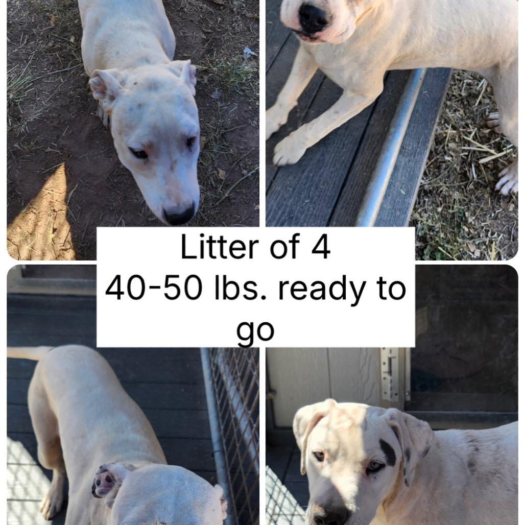 Enlarge 484 (2026) Jack, a Adoptable mixed breed in Parker, CO image 4/6