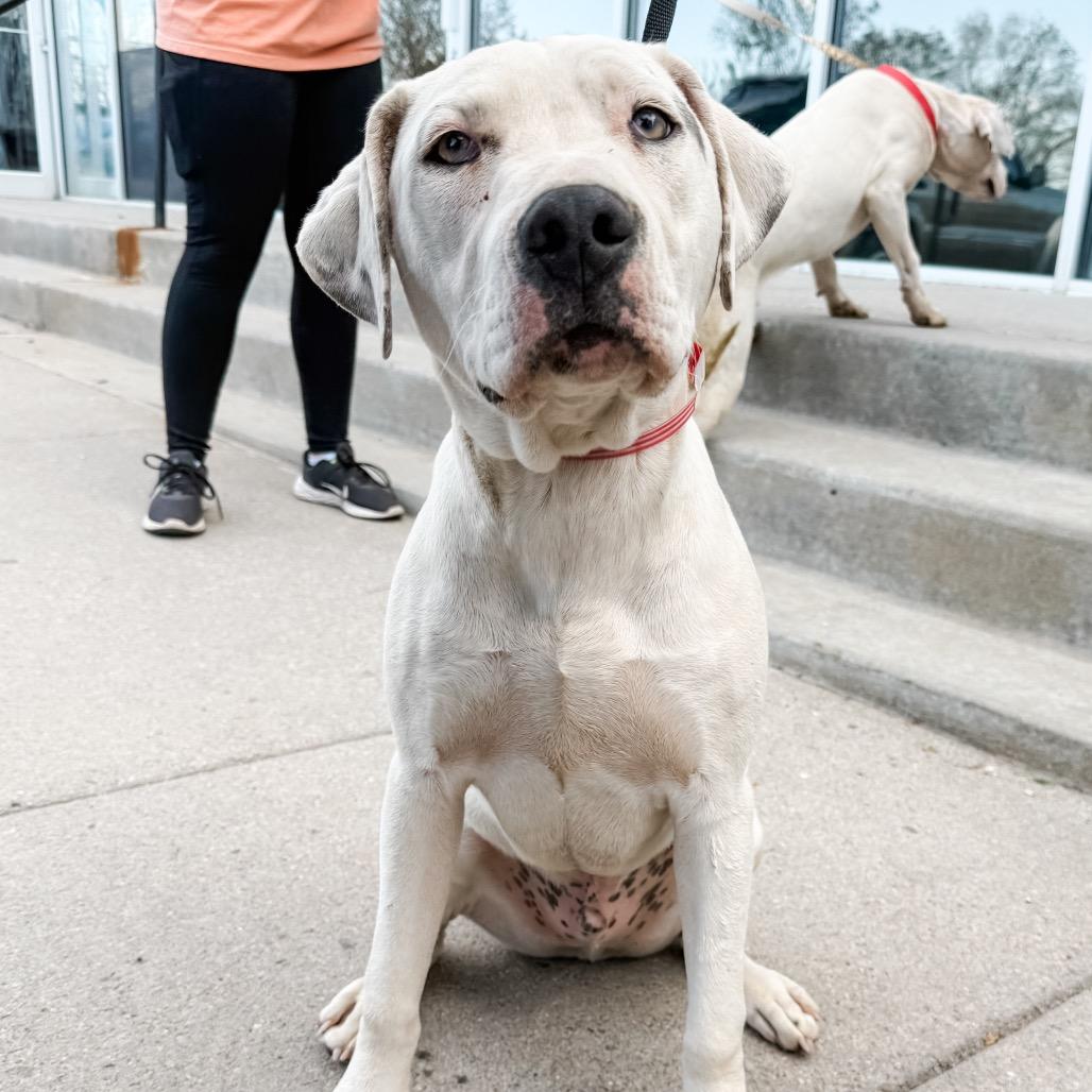 Enlarge 484 (2026) Jack, a Adoptable mixed breed in Parker, CO image 5/6