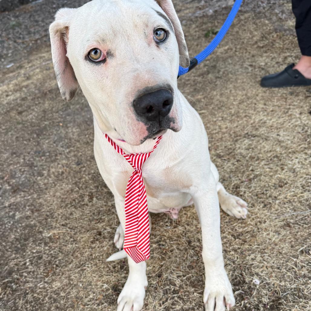Enlarge 484 (2026) Jack, a Adoptable mixed breed in Parker, CO image 3/6