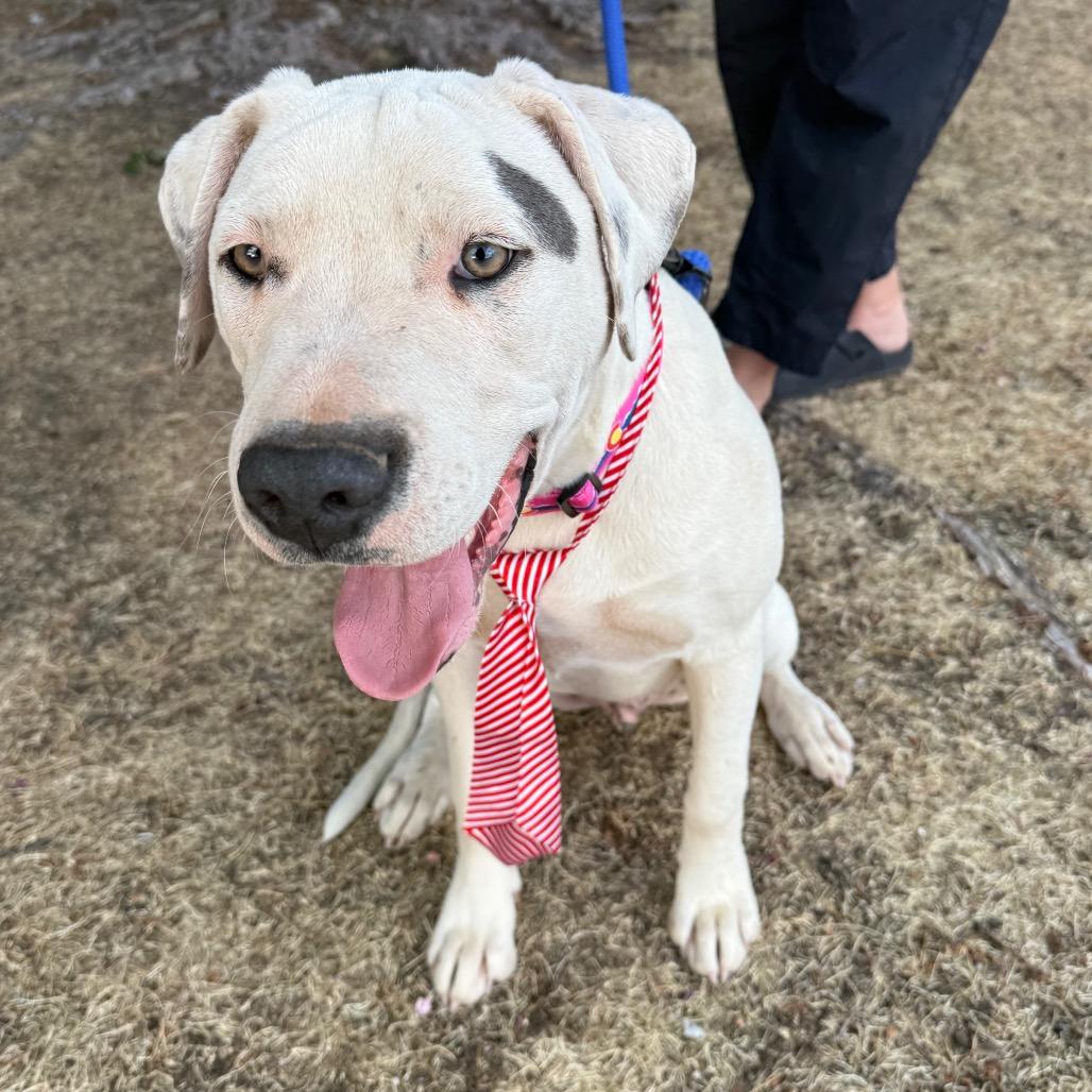 Enlarge 484 (2026) Jack, a Adoptable mixed breed in Parker, CO image 6/6
