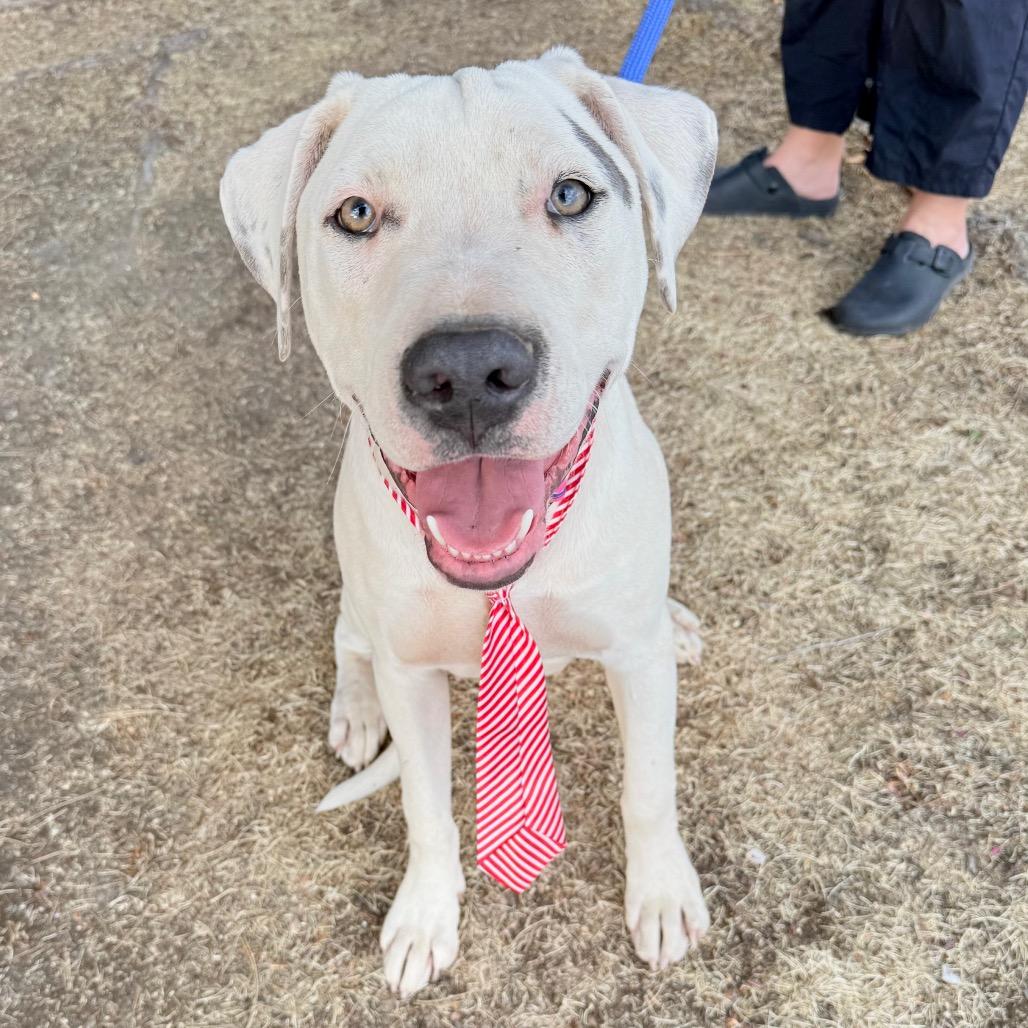 Enlarge 484 (2026) Jack, a Adoptable mixed breed in Parker, CO image 2/6