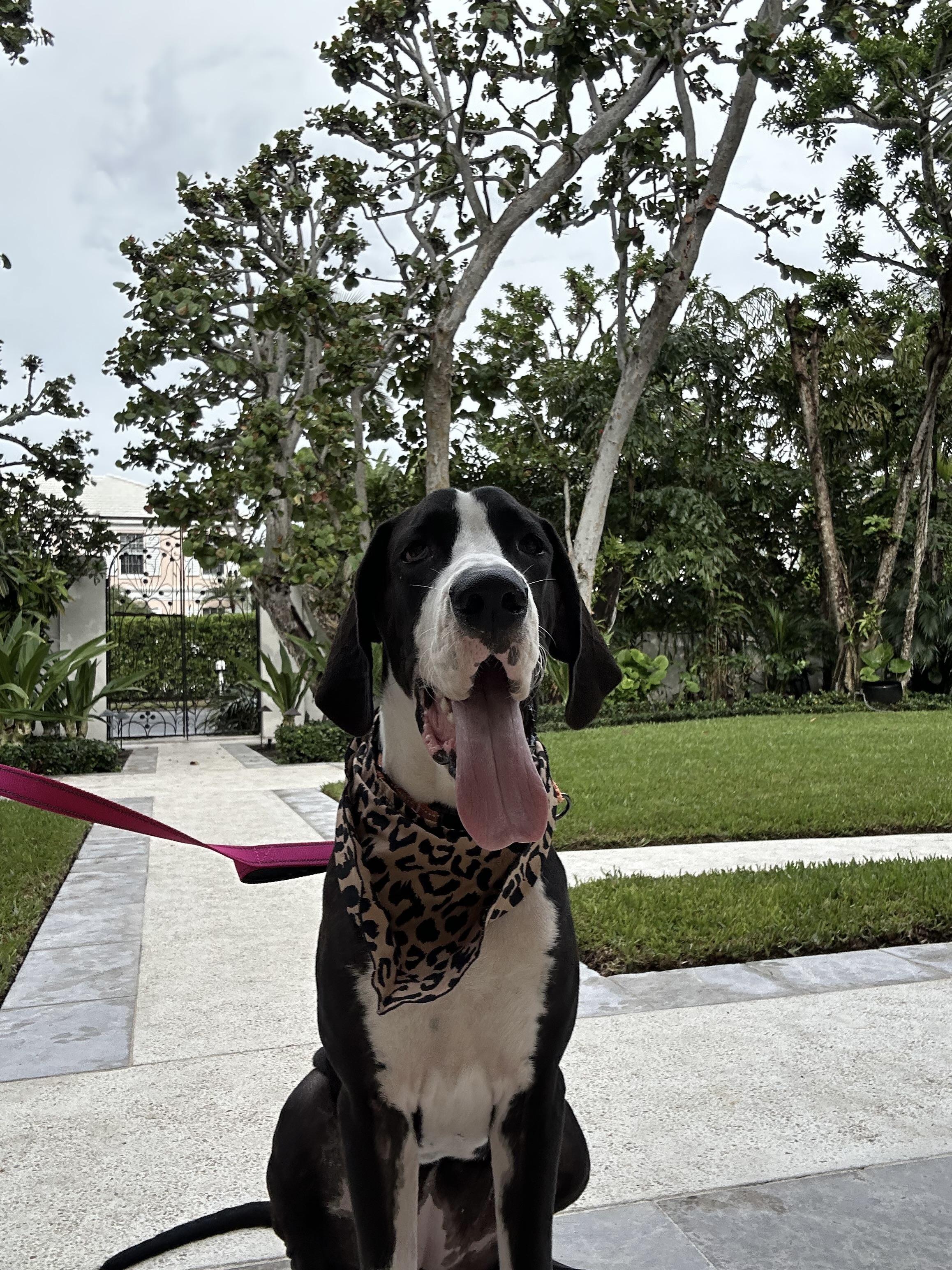 Moné, an adopted Great Dane in Palm springs, FL image 1/2