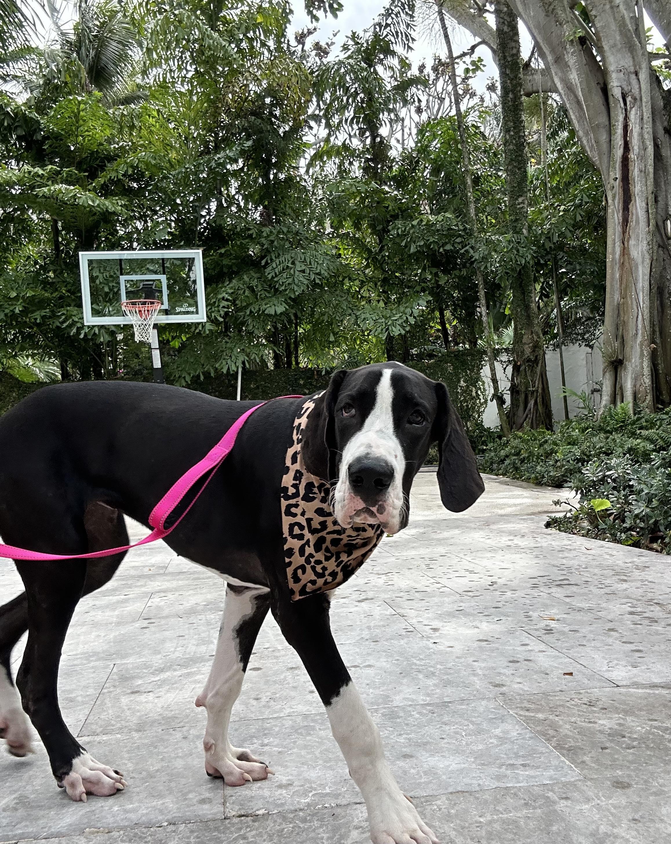 Moné, an adopted Great Dane in Palm springs, FL image 2/2