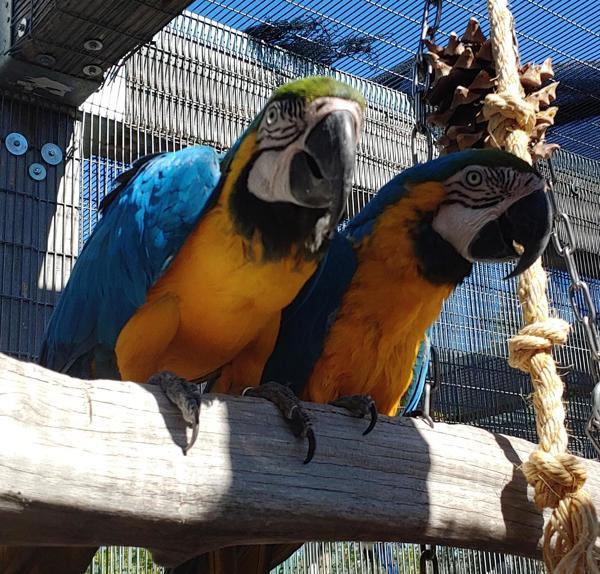 Riley, Adoptable, Senior Female Macaw.