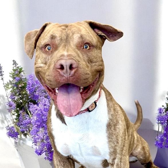 Woody, Adult Male Staffordshire Bull Terrier