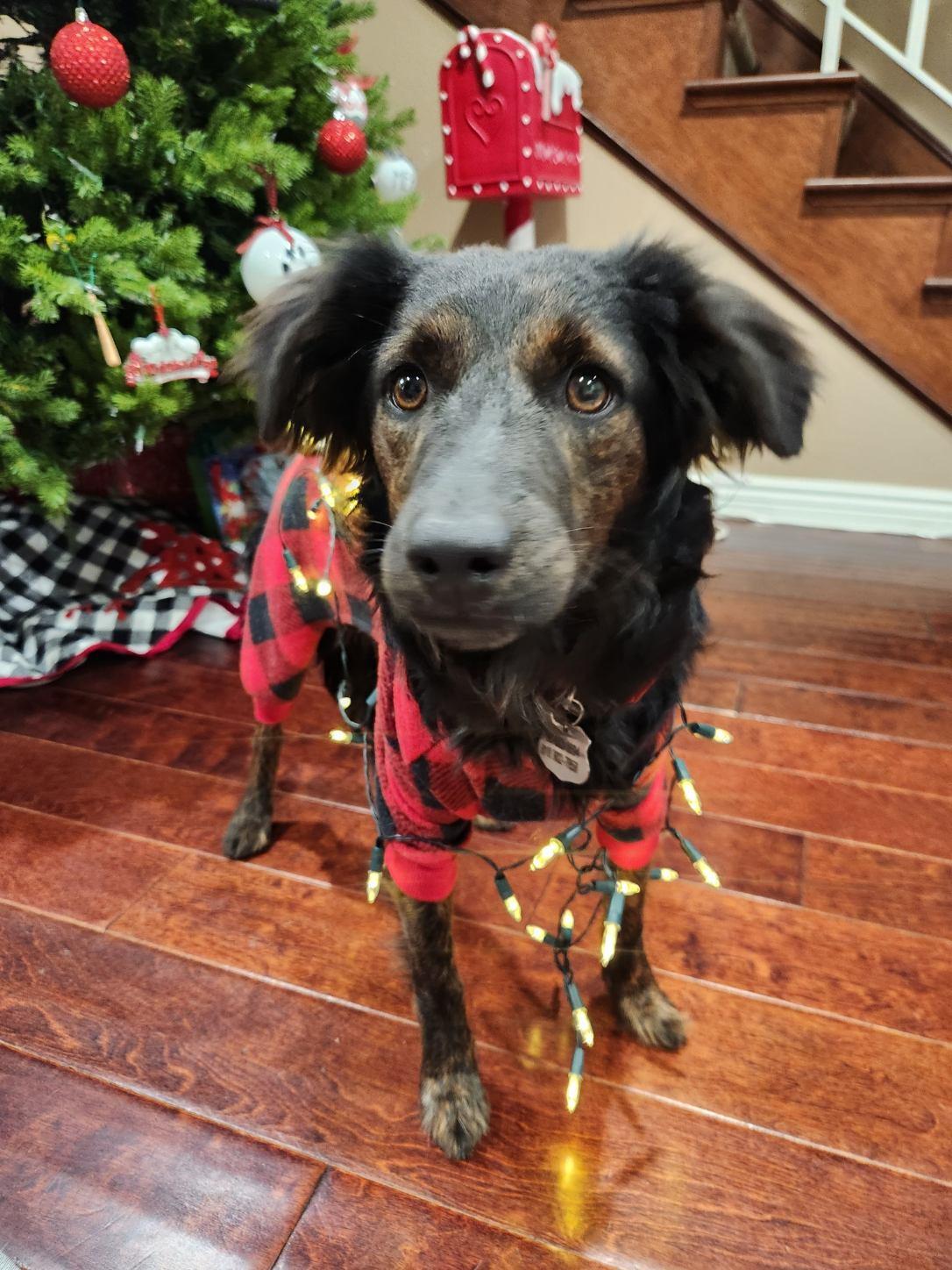 Enlarge Amy, a Adoptable mixed breed in Palm Desert, CA image 5/6