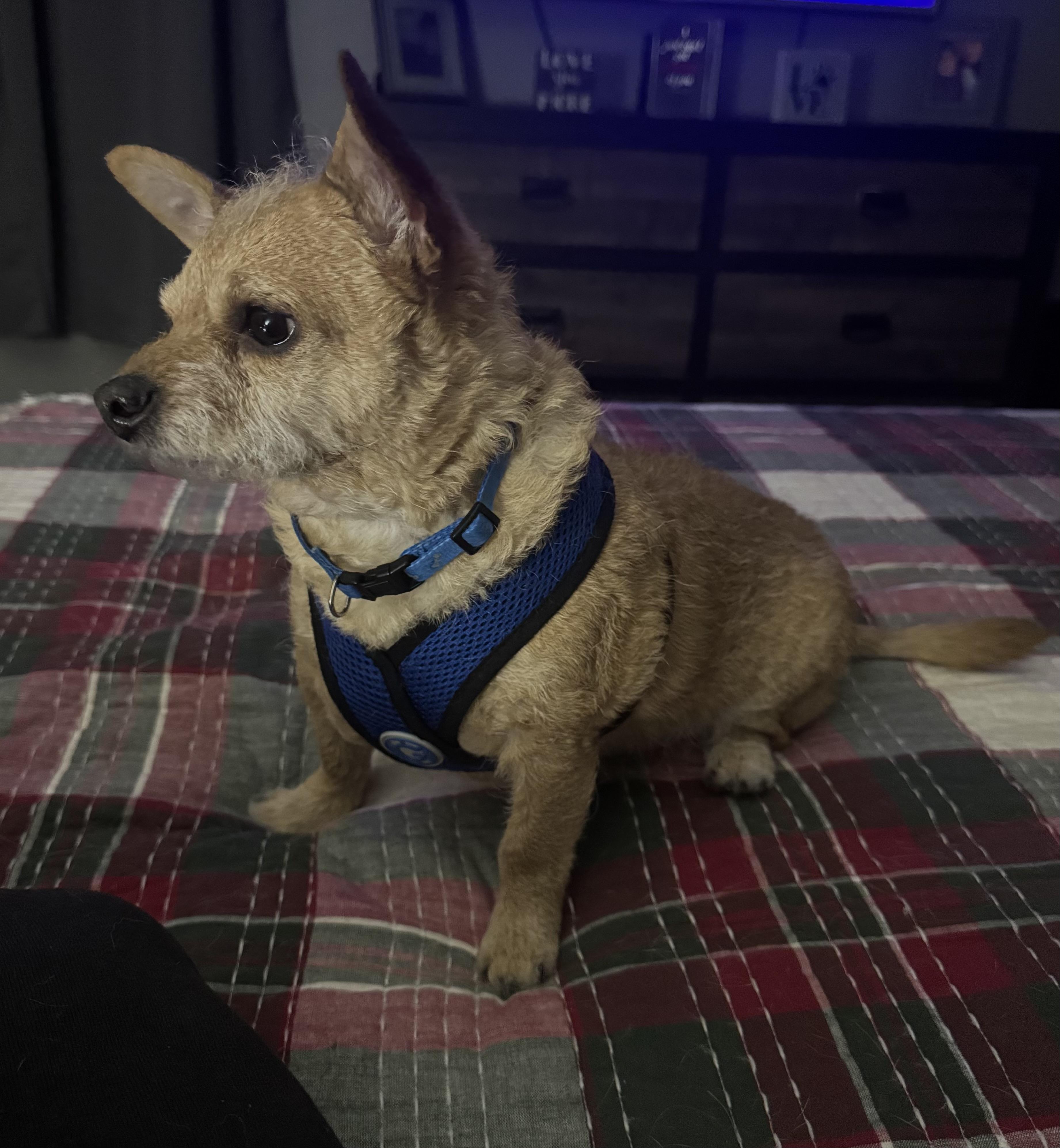 Rex, a ADOPTABLE mixed breed in McHenry, IL image 1/3