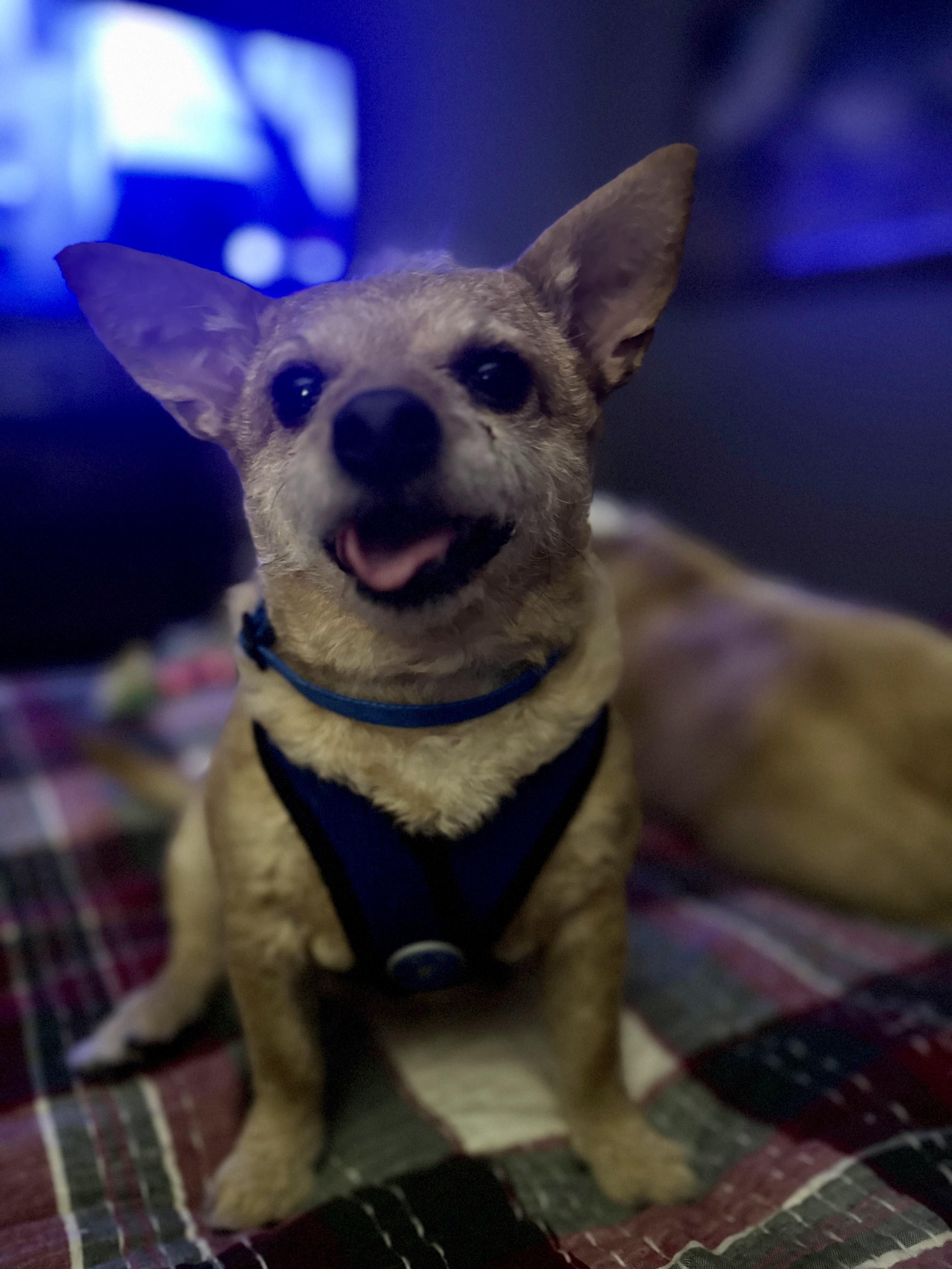 Rex, a ADOPTABLE mixed breed in McHenry, IL image 2/3