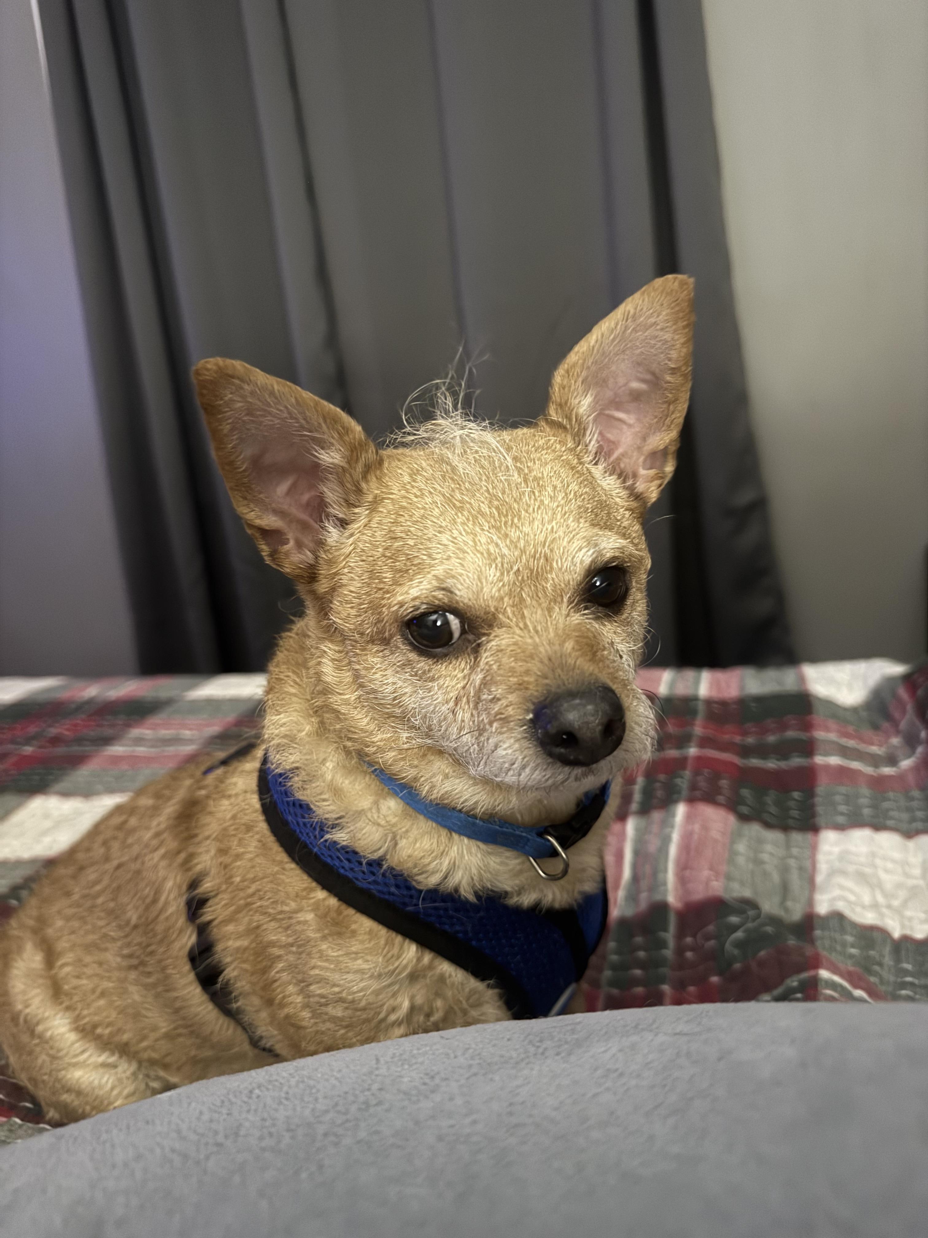 Rex, a ADOPTABLE mixed breed in McHenry, IL image 3/3