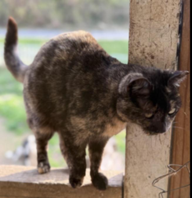 Meny, a ADOPTABLE Tortoiseshell in Johnson City, TN image 2/2