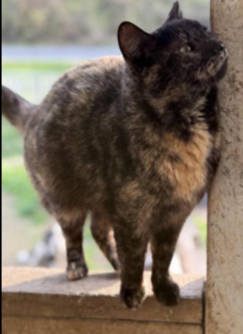 Meny, ADOPTABLE, Adult Female Tortoiseshell.