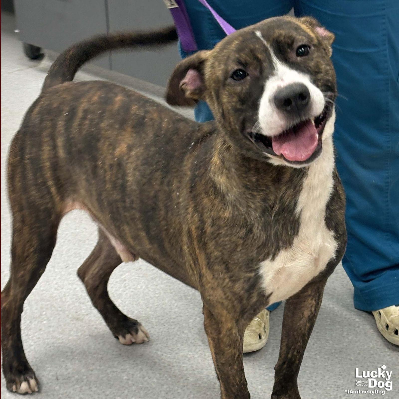 Enlarge Skinner, a Adoptable mixed breed in Washington, DC image 1/2