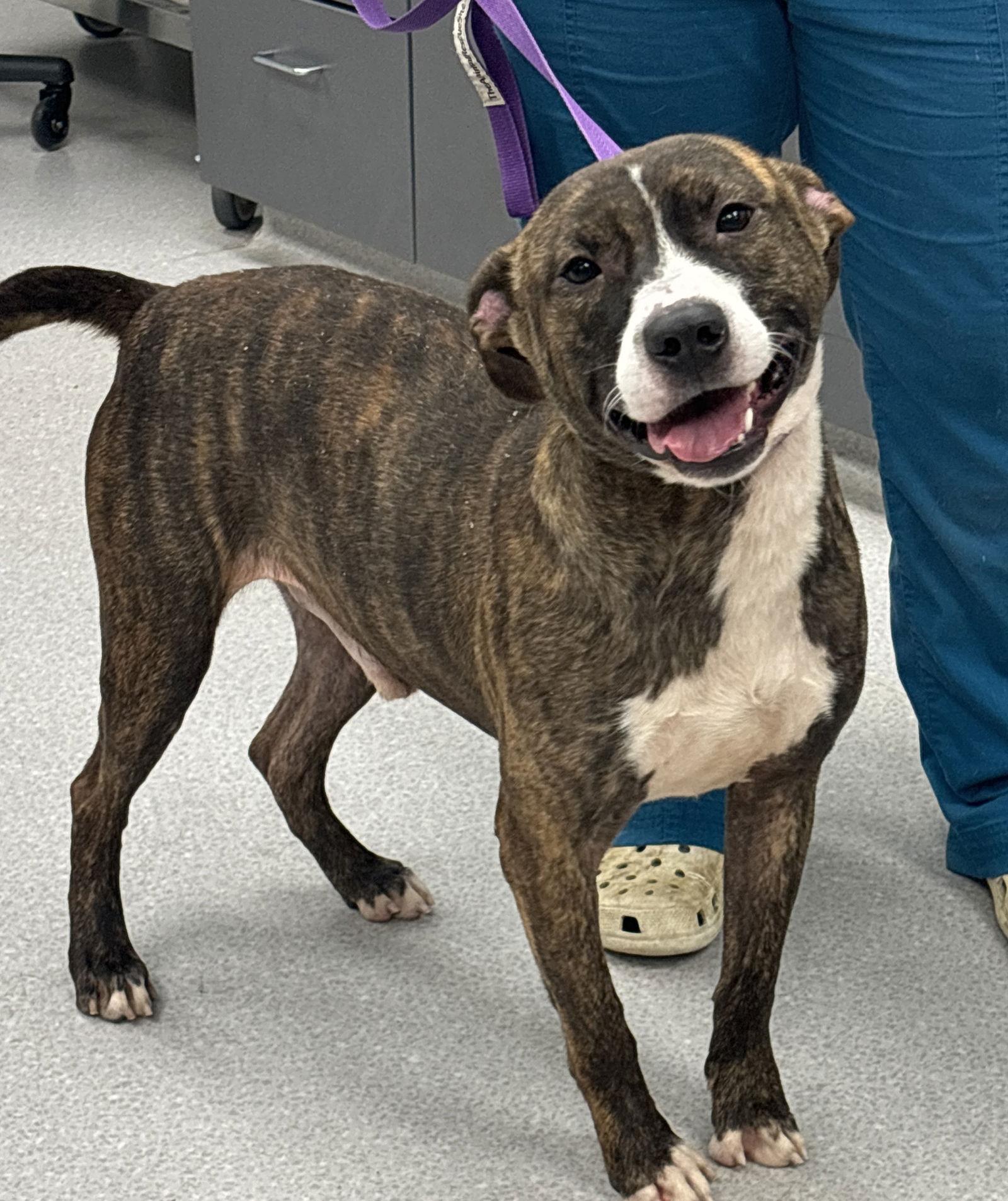 Enlarge Skinner, a Adoptable mixed breed in Washington, DC image 2/2