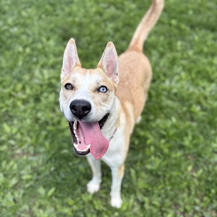 Maggie, Young Female Siberian Husky
