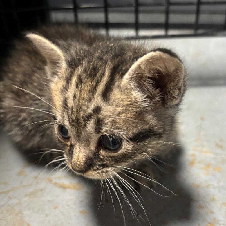Cappuccino, Adoptable, Kitten Female Domestic Short Hair.
