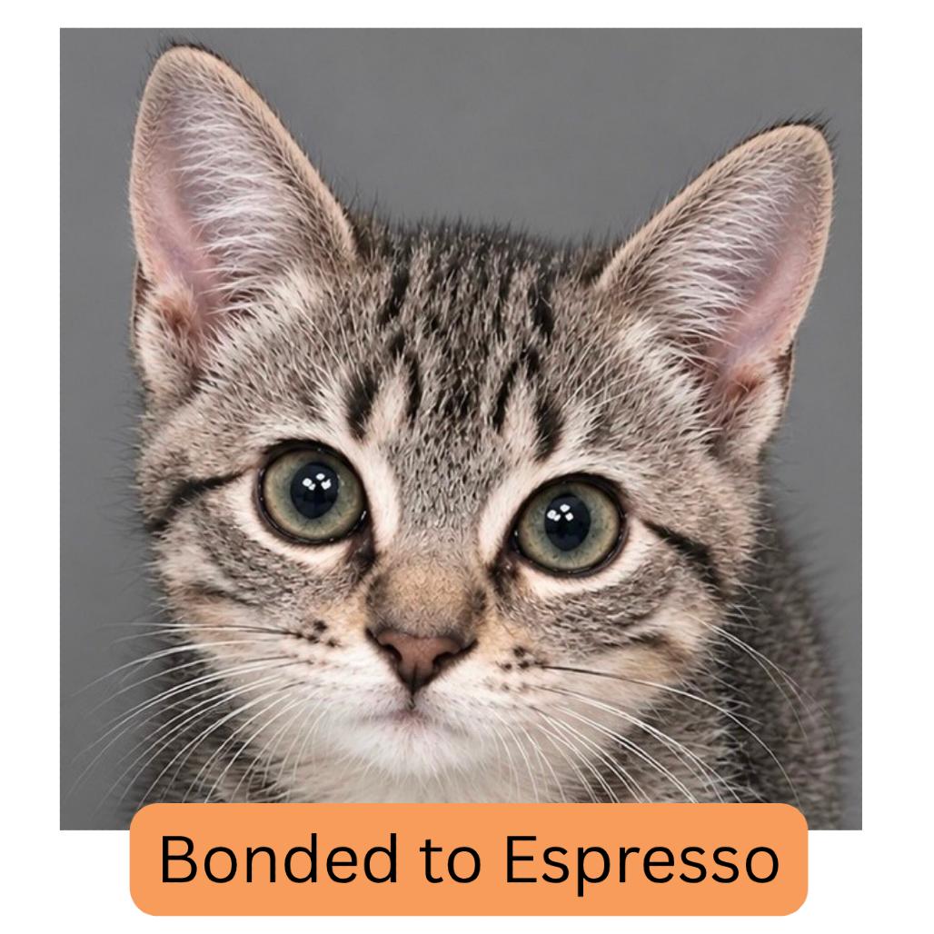 Enlarge Cappuccino, a Adoptable Domestic Short Hair in Bedford, NH image 2/3