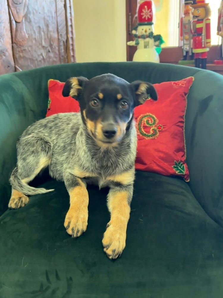 Rogue, Adoptable, Puppy Female Australian Cattle Dog / Blue Heeler & Australian Shepherd.