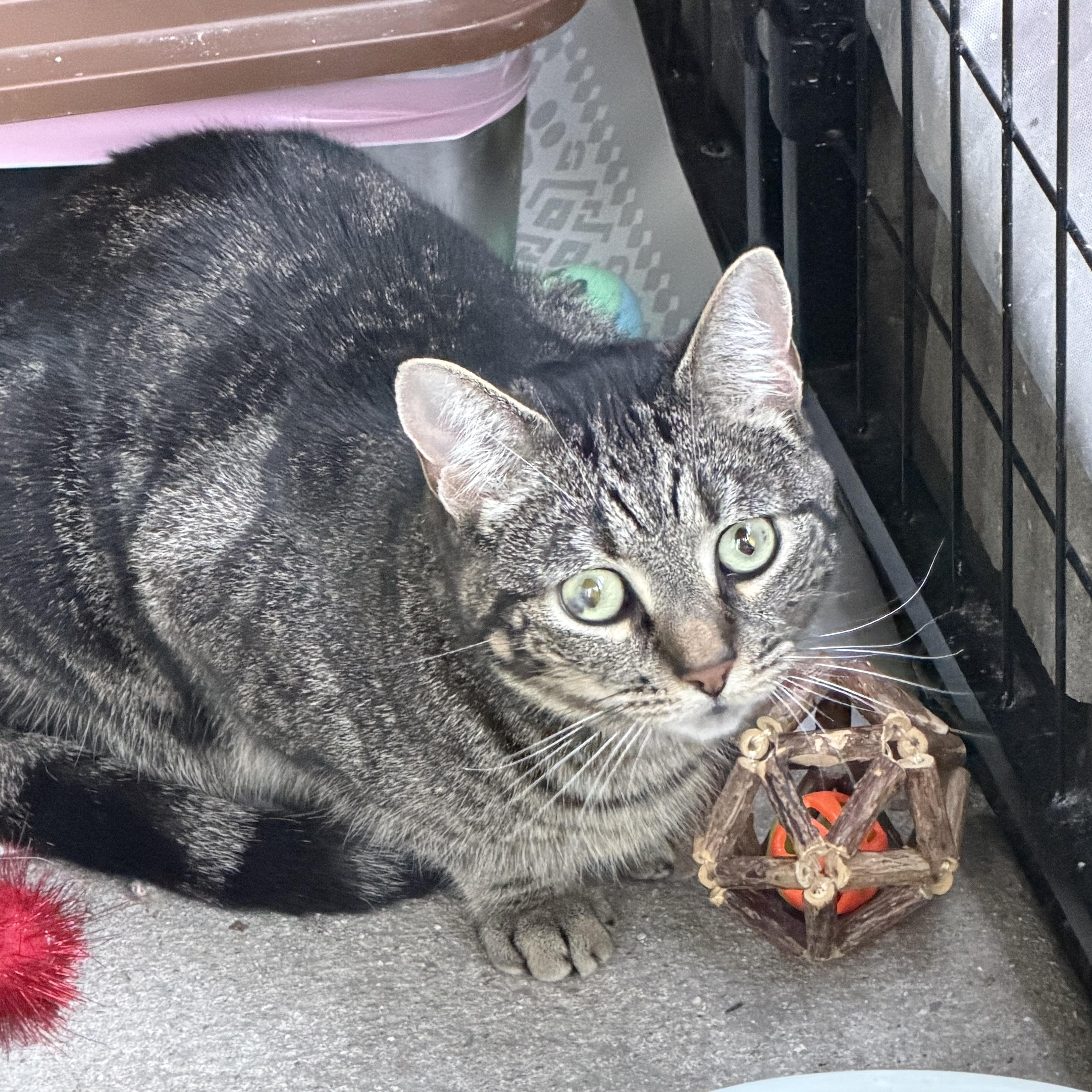 Callie, Adoptable, Adult Female Domestic Short Hair.