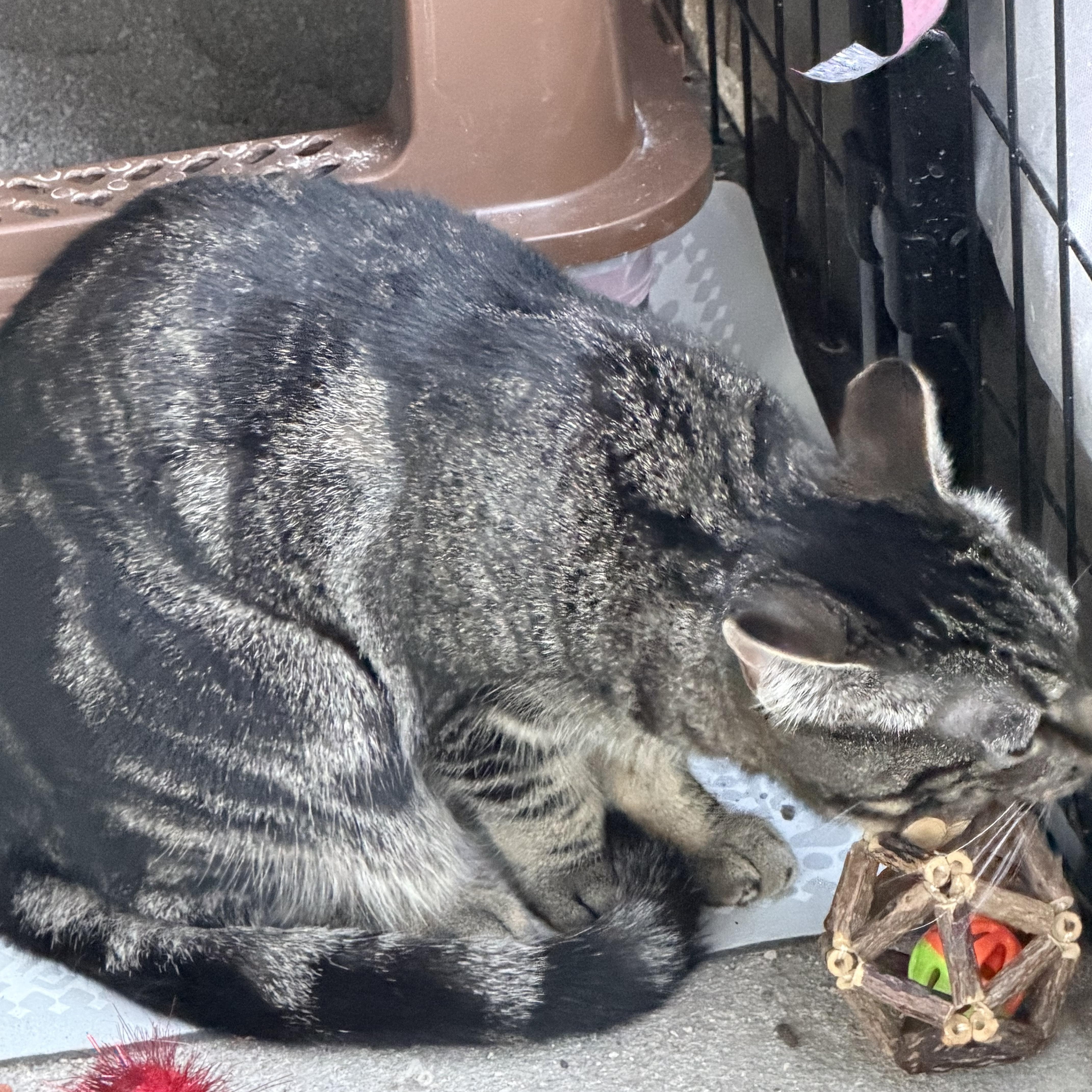 Enlarge Callie, a Adoptable Domestic Short Hair in Caseville, MI image 2/4
