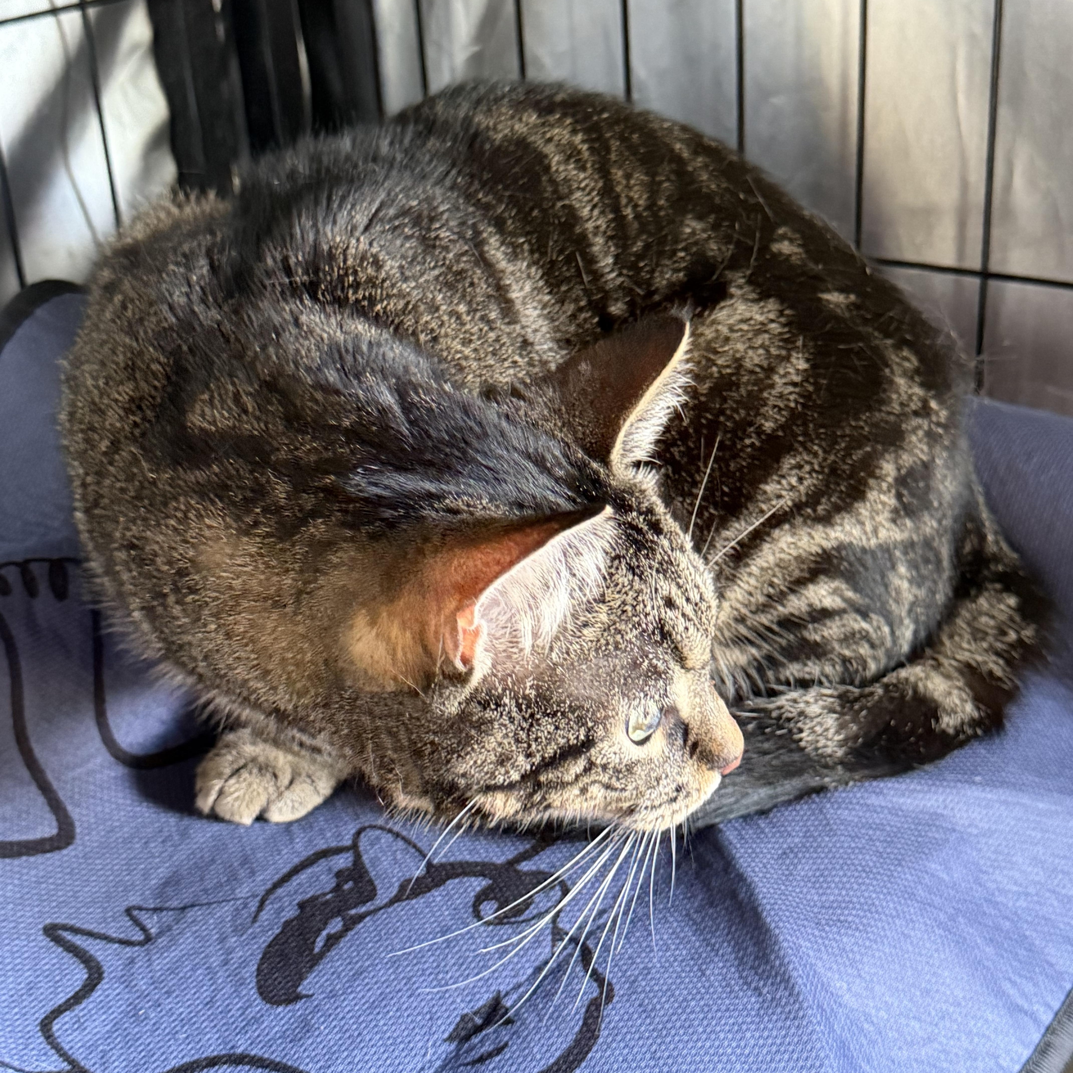 Enlarge Callie, a Adoptable Domestic Short Hair in Caseville, MI image 3/4