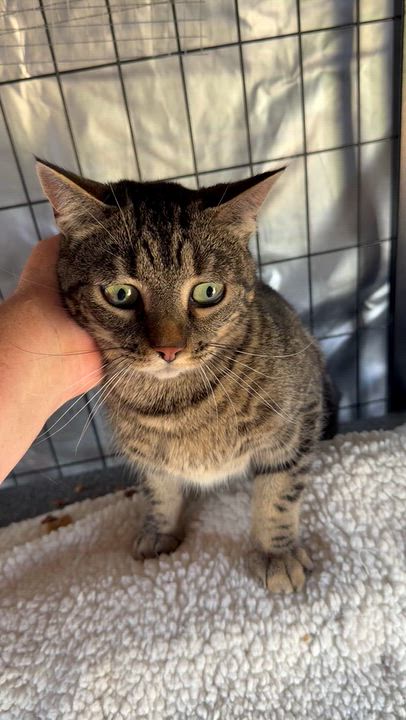 Enlarge Callie, a Adoptable Domestic Short Hair in Caseville, MI video 4/4