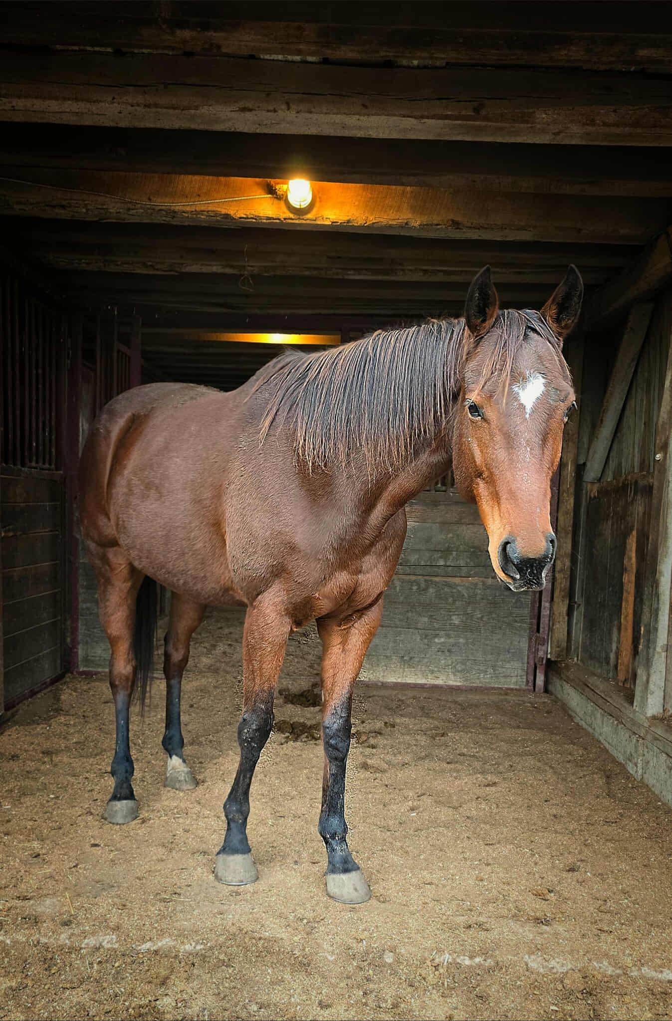 Enlarge Wonder, a Adoptable Thoroughbred in Upper Sandusky, OH image 1/1