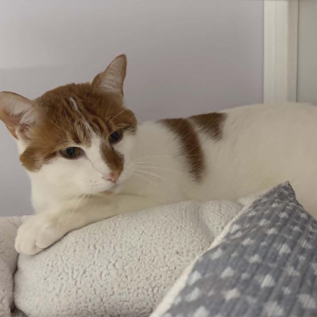 Enlarge Ares, a Adoptable Domestic Short Hair in Las Cruces, NM image 1/4