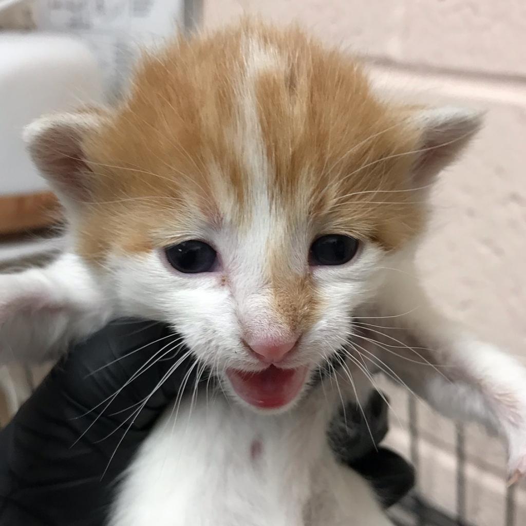 Enlarge Ares, a Adoptable Domestic Short Hair in Las Cruces, NM image 2/4