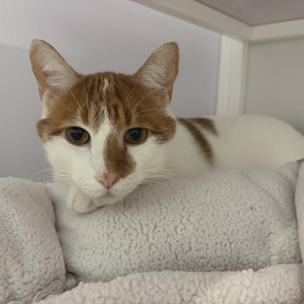 Enlarge Ares, a Adoptable Domestic Short Hair in Las Cruces, NM image 3/4