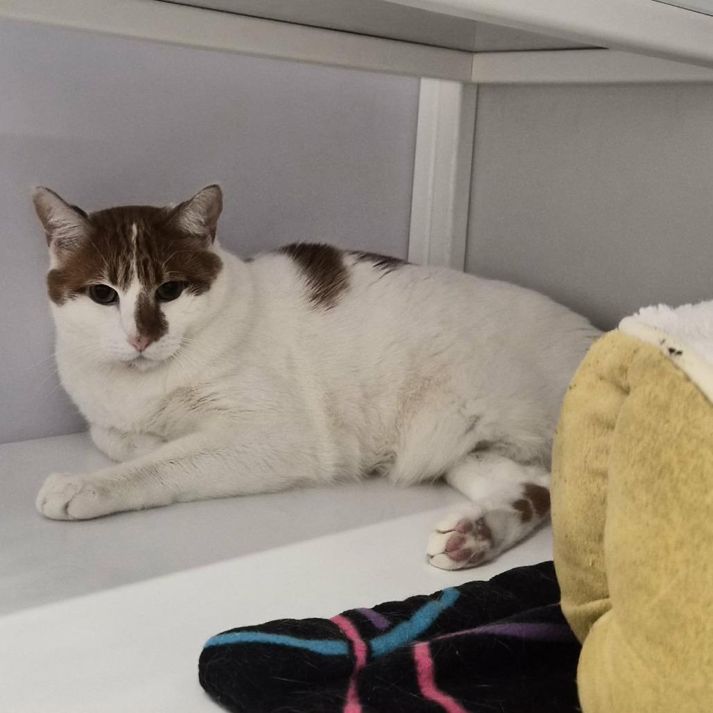 Enlarge Ares, a Adoptable Domestic Short Hair in Las Cruces, NM image 4/4