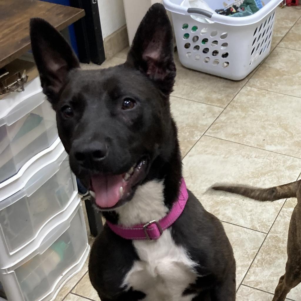 COCO, Adoptable, Adult Female Mixed Breed.