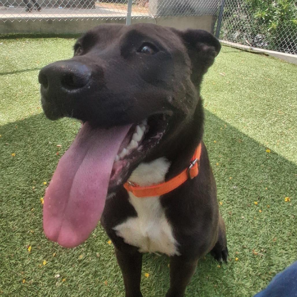 Enlarge COCO, a Adoptable Mixed Breed in Galveston, TX image 2/6