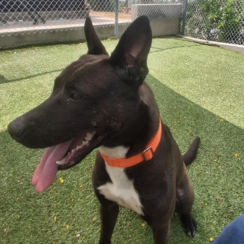 Enlarge COCO, a Adoptable Mixed Breed in Galveston, TX image 3/6
