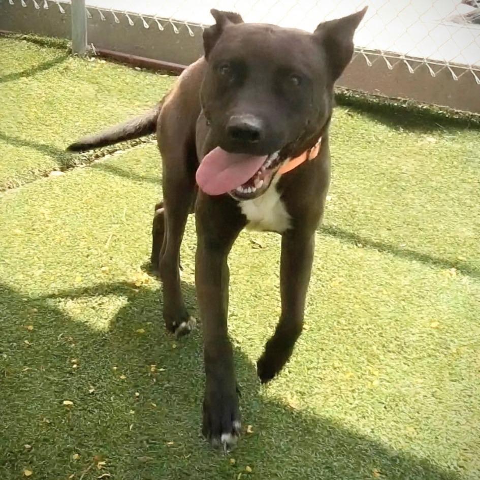 Enlarge COCO, a Adoptable Mixed Breed in Galveston, TX image 4/6