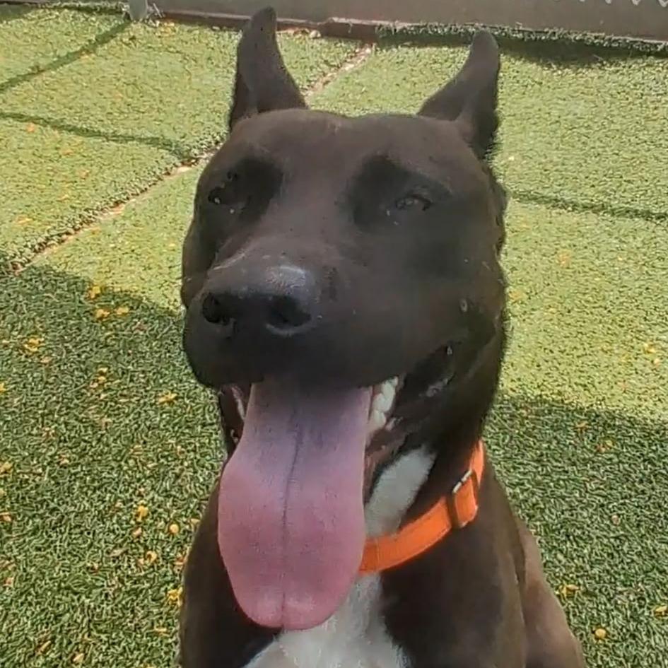 Enlarge COCO, a Adoptable Mixed Breed in Galveston, TX image 5/6