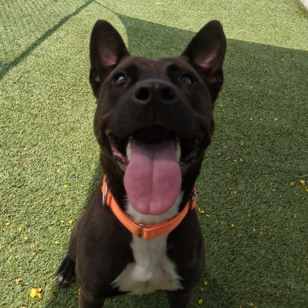 Enlarge COCO, a Adoptable Mixed Breed in Galveston, TX image 6/6