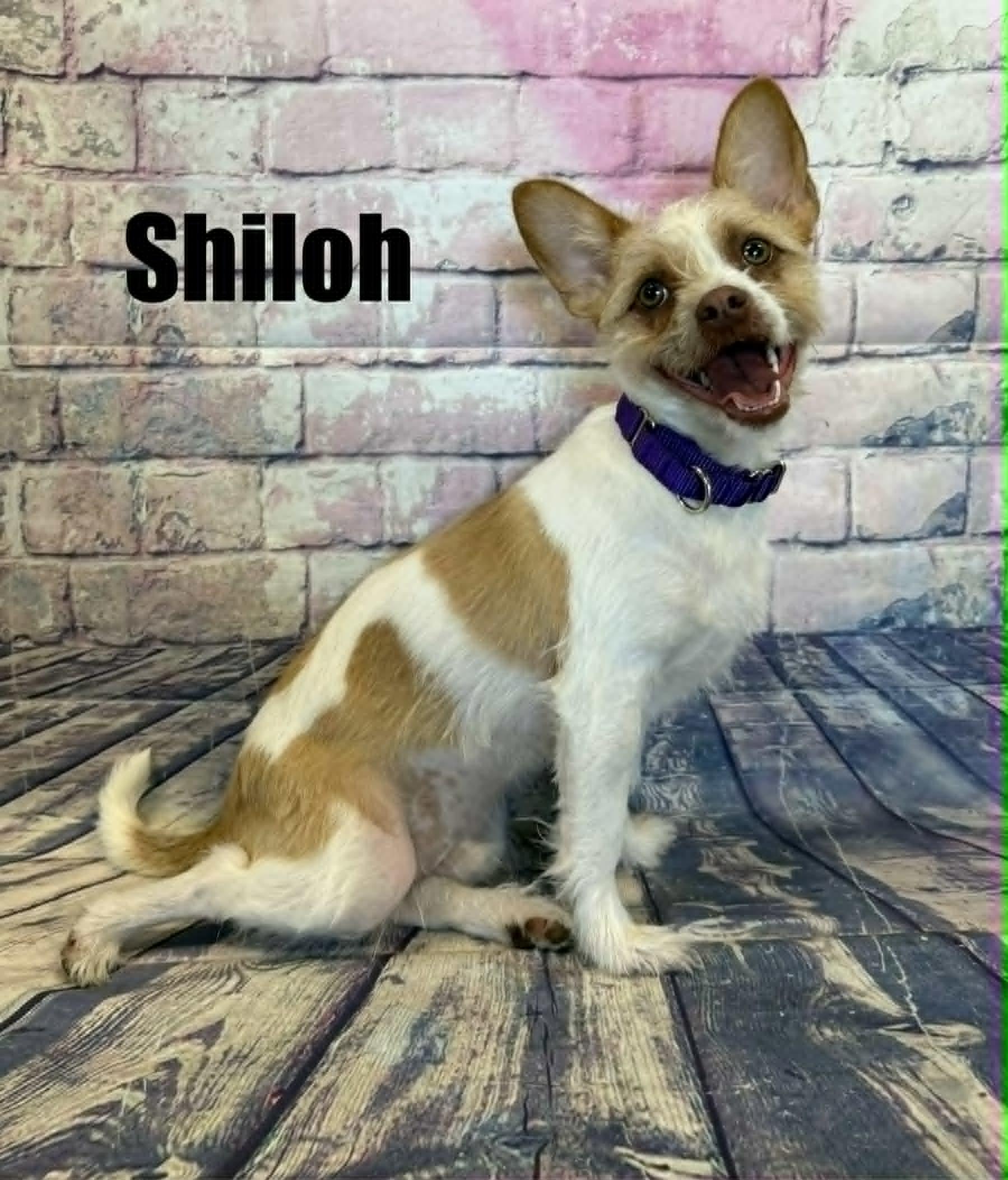 Shiloh, a ADOPTABLE mixed breed in Quincy, MI image 4/4