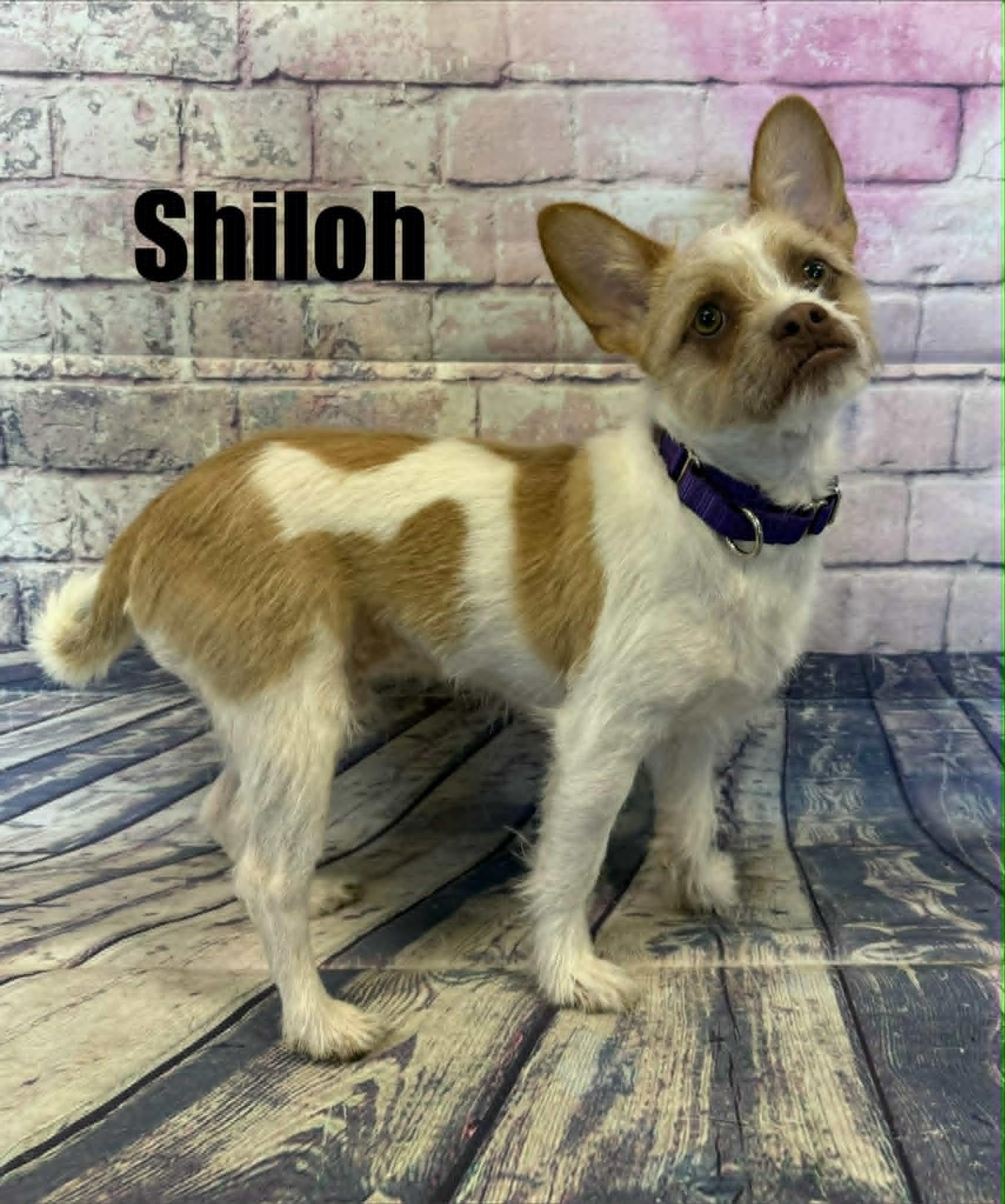 Shiloh, a ADOPTABLE mixed breed in Quincy, MI image 3/4