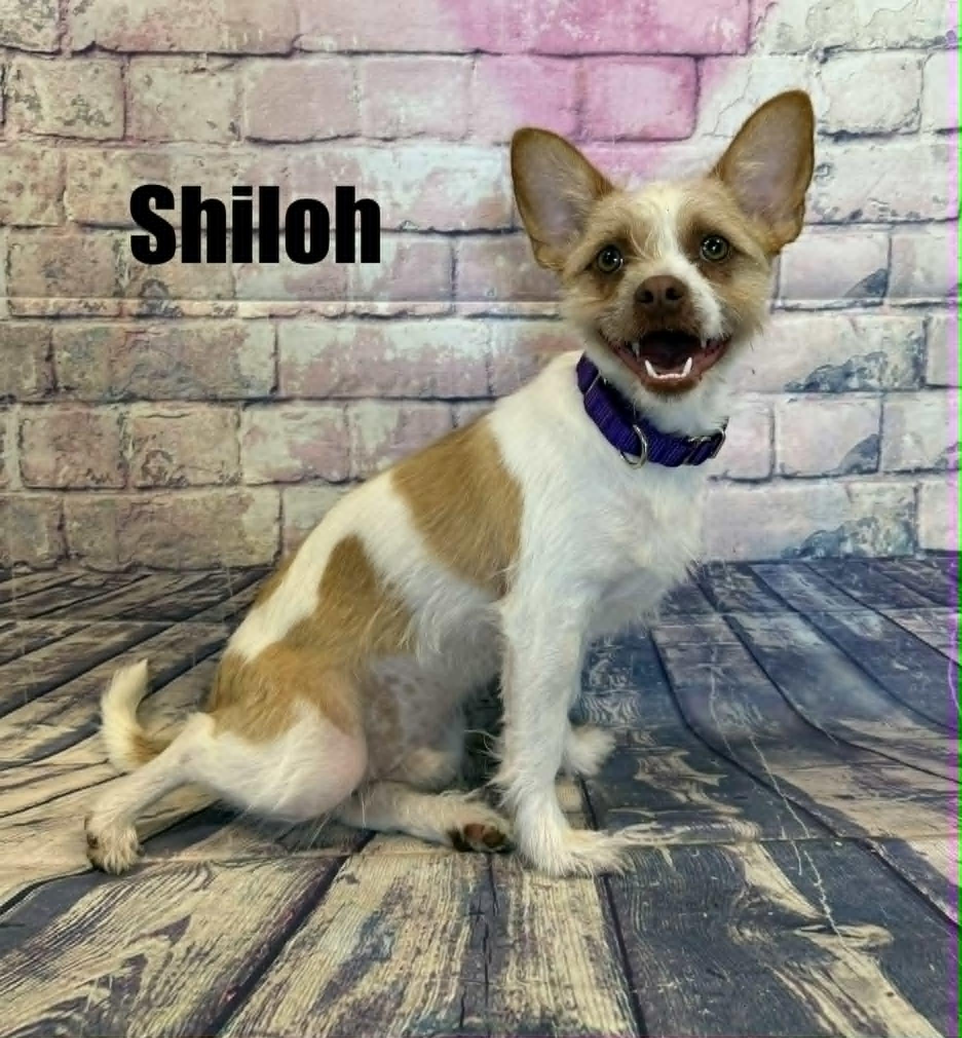 Shiloh, a ADOPTABLE mixed breed in Quincy, MI image 2/4