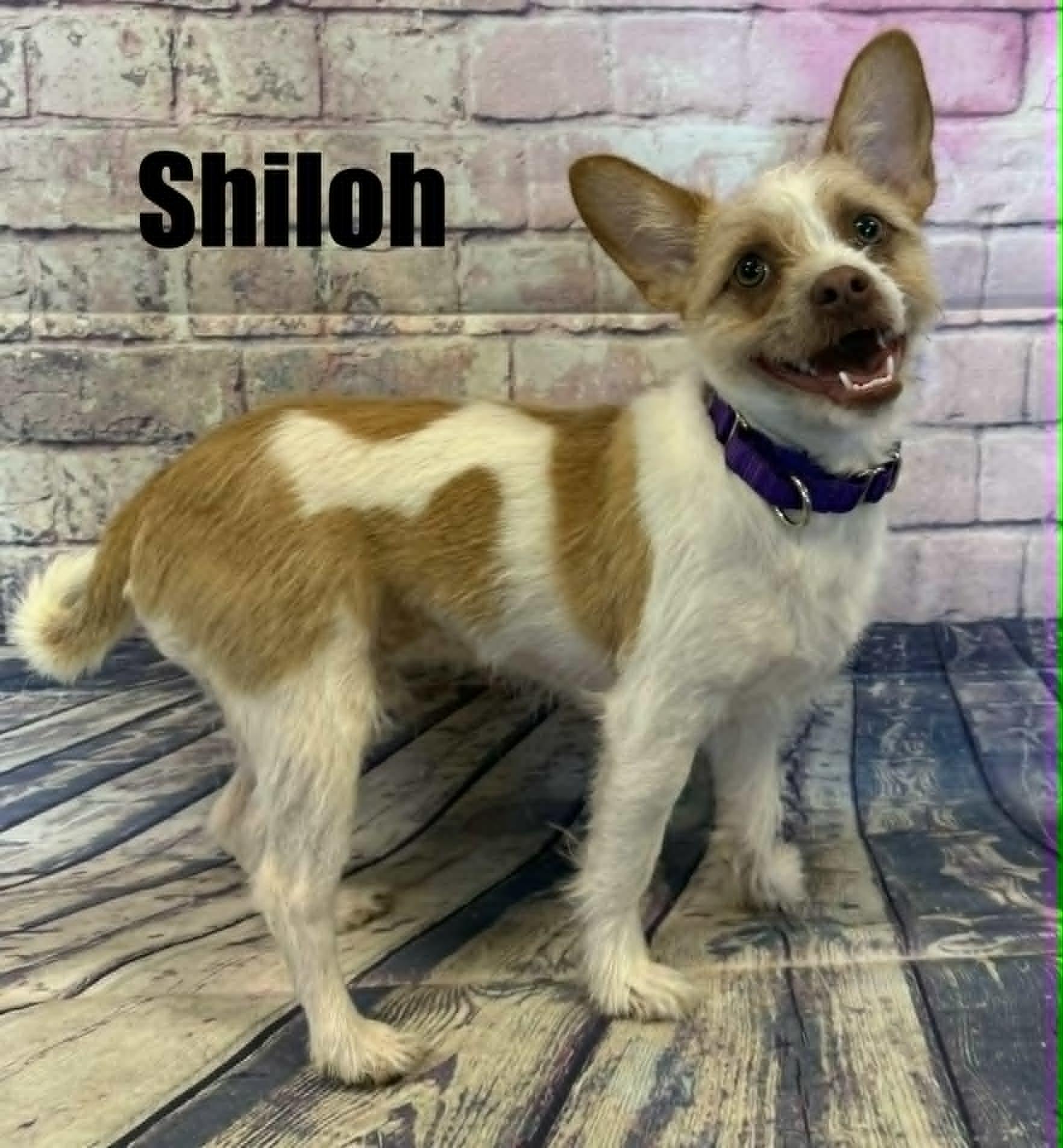 Shiloh, ADOPTABLE, Young Male Shih Tzu & Wirehaired Terrier.