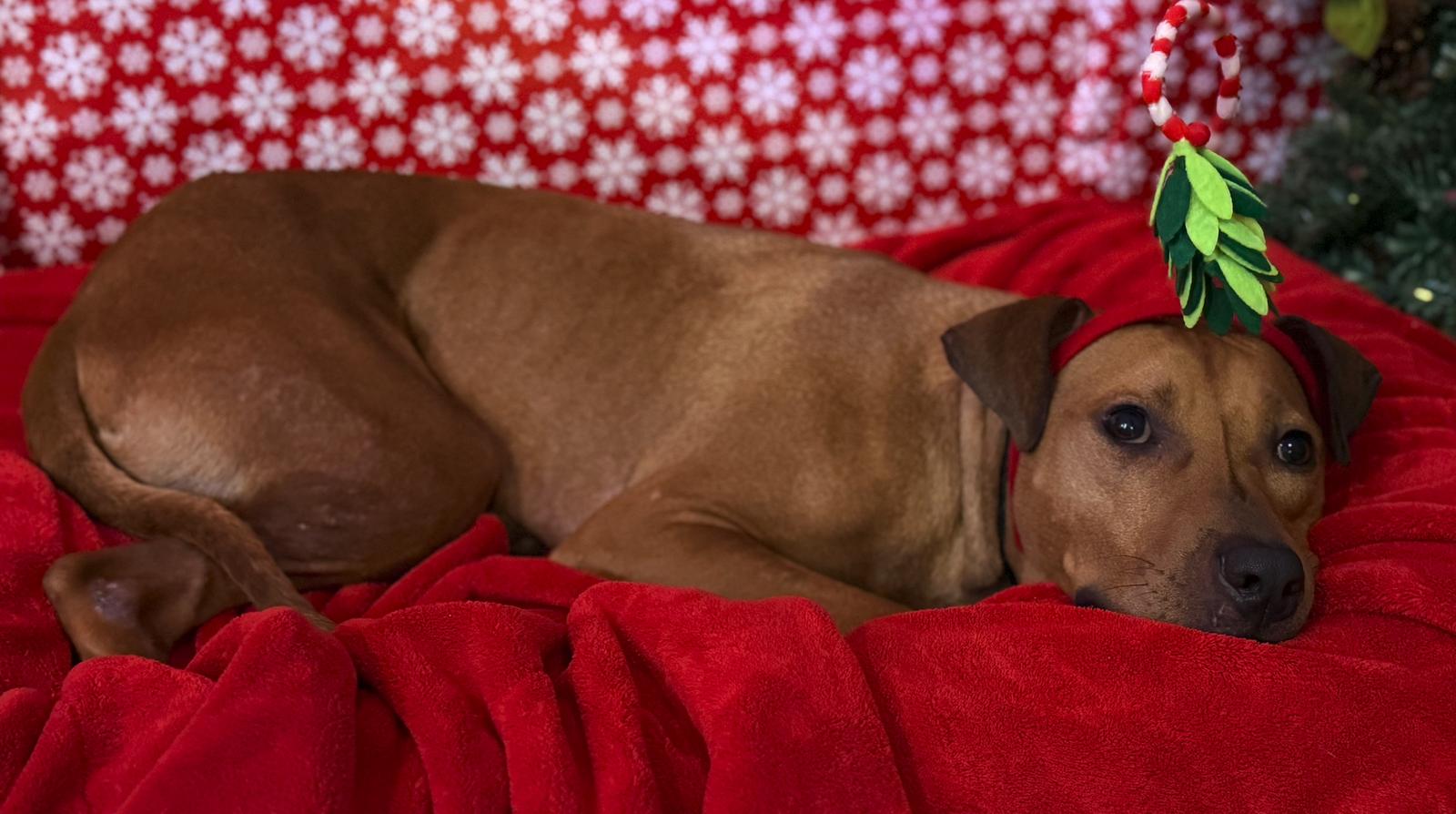 Enlarge Ernie ADOPTION PENDING, a Adoptable Black Mouth Cur in Osteen, FL image 1/3